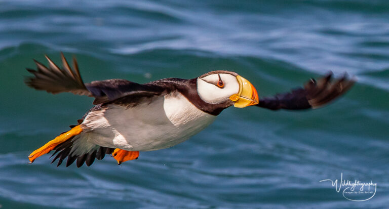 Horned puffin-9618