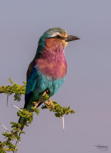 Lilac-breasted-roller-7650